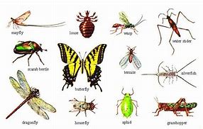 Image result for Arthropoda Insecta