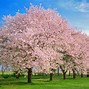 Image result for Cherry Blossom Characteristics