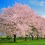 Image result for What IA Cherry Blossom Flower