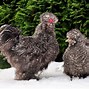 Image result for Silkie Chicken Feet