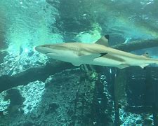 Image result for Nervous Shark