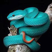 Image result for Blue Pit Viper