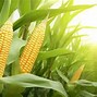 Image result for Corn Field Mural