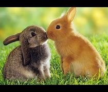 Image result for Pictures of Cute Easter Bunnies