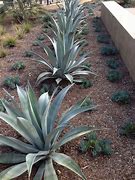 Image result for Agave Landscape Design