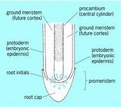 Image result for Apical Meristem