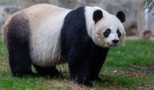 Image result for Grand Panda