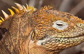 Image result for Galapagos Land Iguana