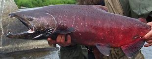 Image result for Picture of Chinook Salmon