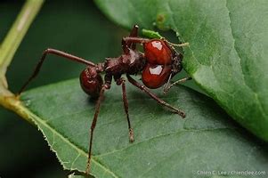 Image result for Atta Ant and Fungi