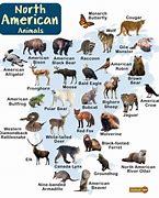 Image result for North American Mammals List