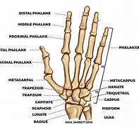 Image result for Wirist Bones