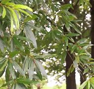 Image result for Willow Oak Tree