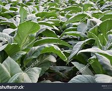 Image result for Tabac Plant