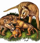 Image result for Thylacine Transparent Background