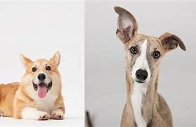 Image result for Corgi Hound Mix