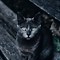 Image result for Evil Witch Cat