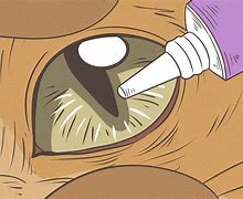 Image result for Infected Cat Eye