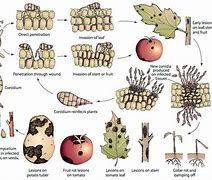 Image result for Disease Cycle of Rhizoctonia Solani