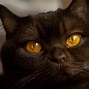 Image result for Black Cat Breeds