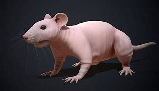 Image result for Rat Incisors