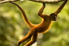 Image result for Maurice Monkey