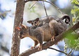 Image result for Possum Babies