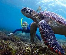 Image result for Hawaiian Snorkeling