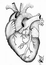 Image result for Anatomical Heart Reference Photo