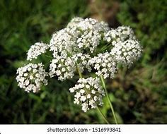 Image result for Hemlock Pics