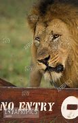 Image result for No Lion Sign