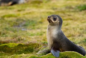 Image result for White Fur Seal Fat