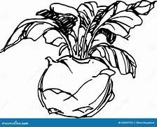 Image result for Kohlrabi Drawing