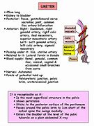 Image result for Ureter Blood Supply