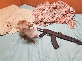 Image result for Cat with Full Metal AK Kit