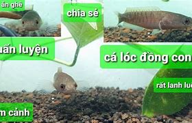 Image result for Cá Lóc Bằng Đồng