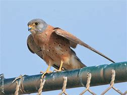 Image result for Lesser Kestrel Male