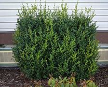 Image result for Plant Boxwood Shrubs