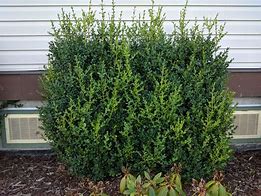 Image result for Common Boxwood Pictures