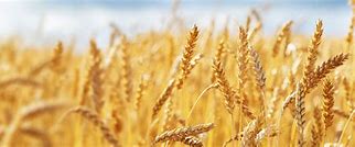 Image result for Wheat Harvest Pic