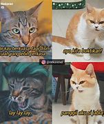 Image result for Kucing Kepala Botak Meme