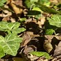 Image result for Ades Fresh Leaves