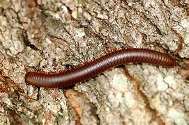 Image result for Millipede Species