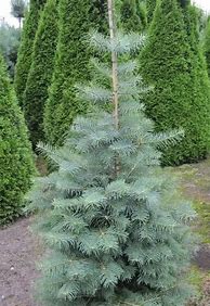 Image result for Dwarf Fir Trees