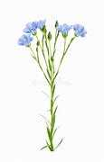 Image result for Flax Flower Stem