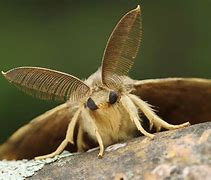 Image result for Gypsy Moth Invasive Species