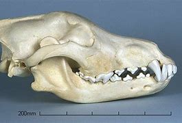 Image result for Wolf Skull vs Dog Skull