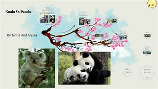 Image result for Panda vs Koala