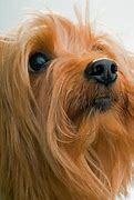 Image result for Top 10 Dog Breeds AKC