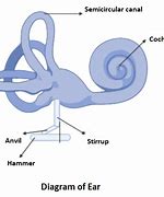 Image result for Ear Structure Hammer Stirrup Anvil